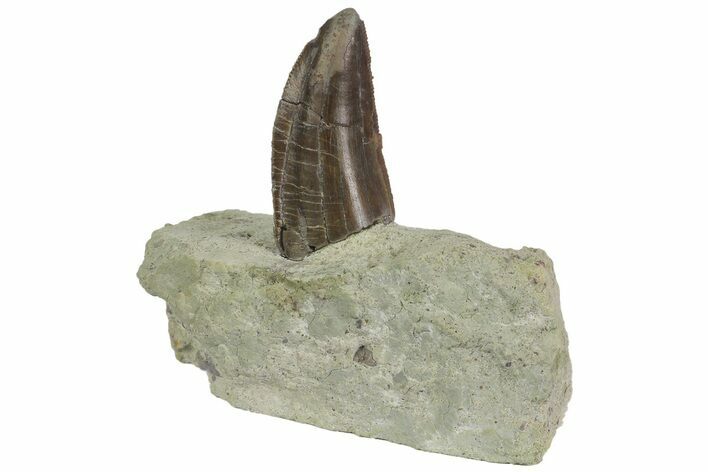 Serrated, Allosaurus Tooth On Sandstone - Colorado #173067